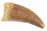 Serrated, Theropod (Deltadromeus?) Pre-Max Tooth - Morocco #268834-1